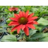 Live Plant from Green Promise Farms - Proven Winners, Echinacea