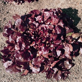 Oakleaf - Red Leaf Lettuce Seeds - 5 Lb Bulk ~2000000 Seeds - Non-GMO, Heirloom - Vegetable Garden - Lactuca Sativa