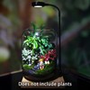 SARUFO Glass Plant Terrarium 6.3"X8.6" Inches Succulent Air Planter Fern