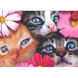 3 Kittens Birthday Card from All