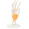 Human Hand Model Hand Joint Display Model for Patient Training