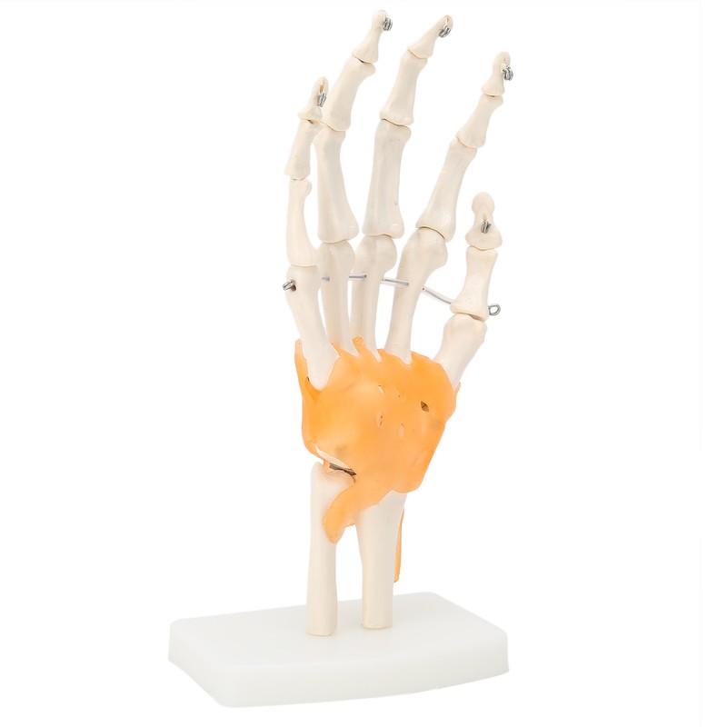 Human Hand Model Hand Joint Display Model for Patient Training