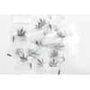100 Baggies 60 x 80 mm Extra Sturdy Bags with