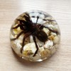Real Spider Specimens in Resin Paperweight Crafts, Animal Taxidermy Collection