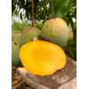 Tree Coconut Cream Mango Grafted Tree 2-4 Ft Tall. Ship