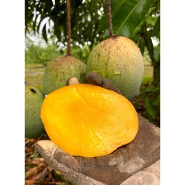 Tree Coconut Cream Mango Grafted Tree 2-4 Ft Tall. Ship To All States