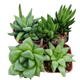 Live Succulent Cactus Plants Collection for Home Decor (2"Pot Haworthia 4PK Random Types)