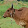 La La Pet 2Pcs Goat Collars Adjust from 18 to