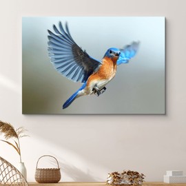 SIGNFORD Canvas Print Wall Art Flying Eastern Bluebird Animals Wilderness Photography Realism Glam Aerial Colorful Multicolor Ultra for Living Room, Bedroom, Office - 12"x18"