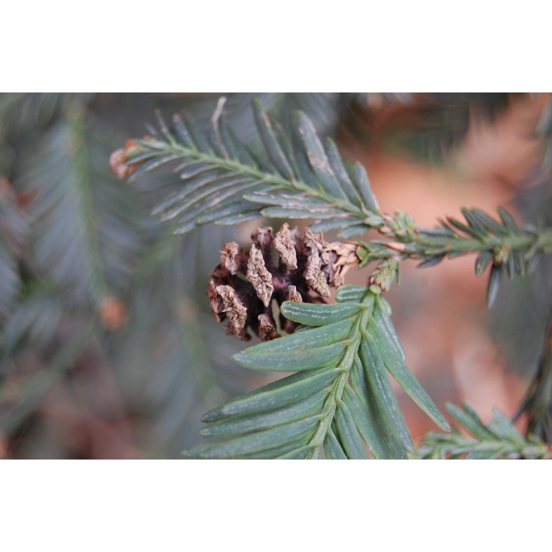 The Jonsteen Company Coast Redwood | Tree Seed Grow Kit