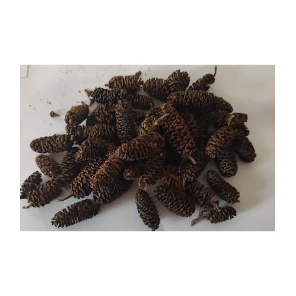 Natural Alder Cones for Aquarium, Large Size, Black Water Treatment,