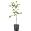 Generic Cherry Flowering Tree, 5 gal. (Yoshino), Green
