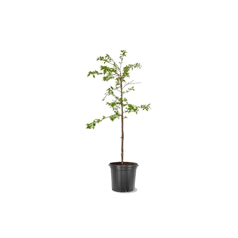 Generic Cherry Flowering Tree, 5 gal. (Yoshino), Green