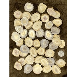 Natural Dakota Deer Antler Beads/Slices (Crafts, Jewelry Making, Beading Supplies) (Large)