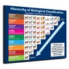 ZOCO – Biology Classification Poster (20-Pack) – Dog Taxonomy Chart