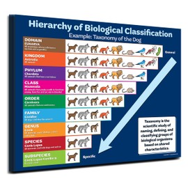 ZOCO – Biology Classification Poster (20-Pack) – Dog Taxonomy Chart – Laminated 17x22 – Middle & High School Science Decor and Classroom Must Haves