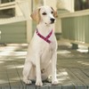 Serijoars Martingale Dog Collar - No-Pull Training Collar with Flower