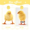MANOPAWS 100pcs Adjustable Baby Chicken Splay Leg Hobble Braces, Poultry