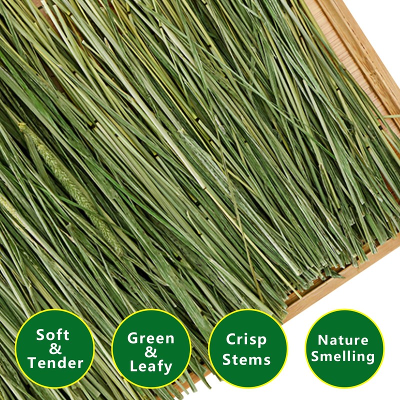 Ohcool Timothy Hay 1.1LB - Dust Free Natural Green Fresh
