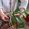 Doter Organic Orchid Potting Bark 1 QT, Featured Chunks Bark