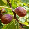 Generic The Brown Turkey Fig Tree, Fruit Bearing, Self-Pollinating, Hardy,