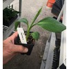 Pisang Awak aka Dwarf Namwah Cold Hardy Live Banana Plant