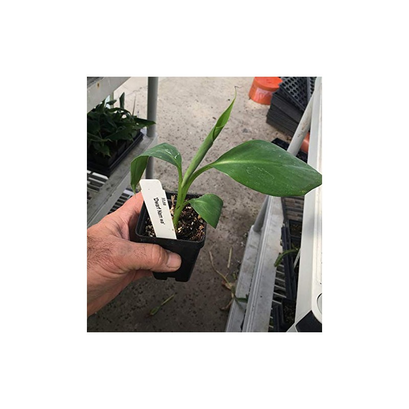 Pisang Awak aka Dwarf Namwah Cold Hardy Live Banana Plant