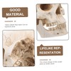 Kichvoe Realistic Detachable Human Skull Model Anatomically Accurate Medical Skull