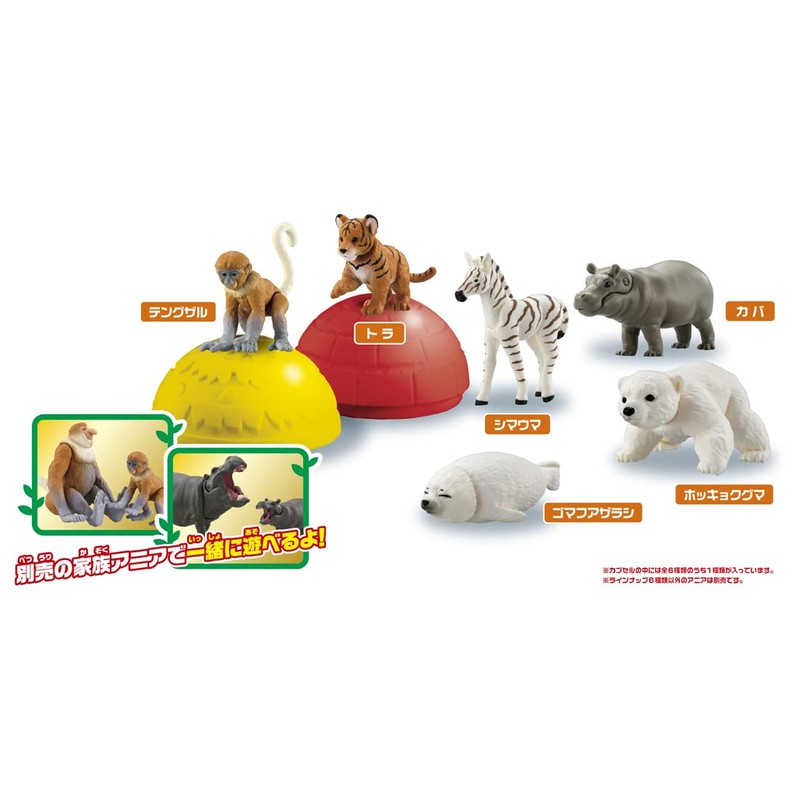 Ania Gachatto Korokoro Capsule 2 Box