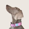 DF Co. Tactical Dog Collar | Comfortable & Secure with
