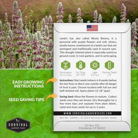 Lamb's Ear Seeds for Planting - 2 Packets with Instructions to Plant and Grow Shade and Drought Tolerant Wooly Betony in Your Home Garden - Non-GMO Heirloom Variety - Survival Garden Seeds