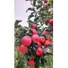 100 Pcs Apple Seeds for Planting, Heirloom, Non GMO