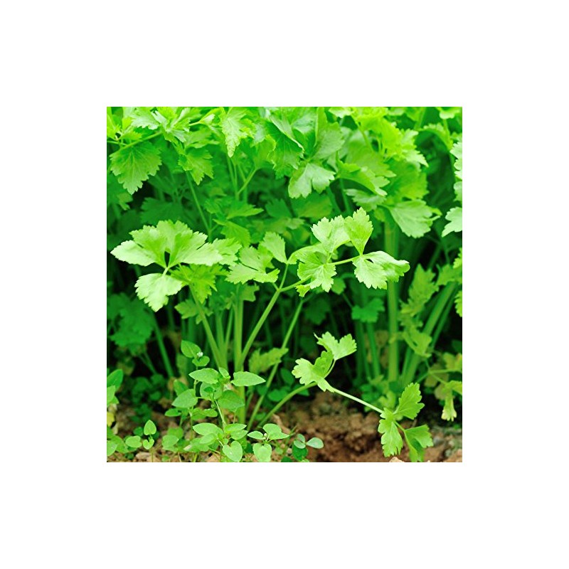 Nan Ling Chinese Cutting Celery - 4 Oz - Non-GMO