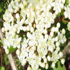 No Brand Blackhaw Viburnum Live Shrub Breaking Dormancy Bareroot 1 gal