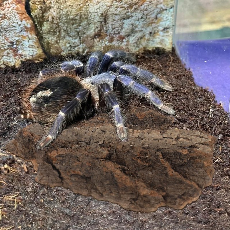 DOITOOL Cork Bark Background, Reptile Cork Bark Pieces Decor, Lizard