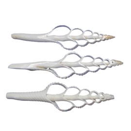 10- Center Cut Fusus Colus Seashells, White Seashells, Sailors Valentines, Seashell Ornaments, Seashell Flowers, CS-32