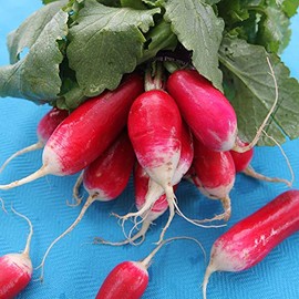 Organic French Breakfast Radish - 1/4 LB ~10,700 Seeds - Non-GMO, Open Pollinated, Heirloom, Vegetable Gardening Seeds