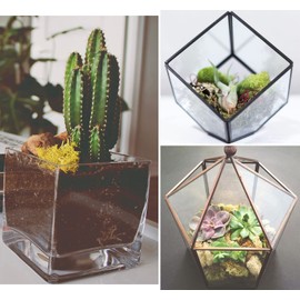 Fake Moss Preserved Reindeer Moss 3.5 OZ for Potted Plants, Arts and Crafts, Terrariums, Wall Decor, Centerpieces, Fairy Gardens, Wedding, Floral Project (Chartreuse)