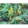 Ferny Corydalis Seeds - Yellow Bleeding Heart ,10 Seeds Shade
