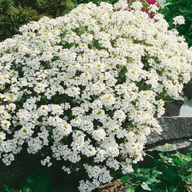 Outsidepride 100 Seeds Perennial White Rock Cress Ground Cover Seeds for Planting