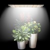 Full Spectrum LED Plant Growth Light Board Supplement Light for