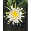 ORGANICO One sweet, Julie, DRAGON FRUIT CUTTING 8- 12 Inches