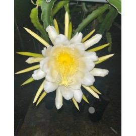 ORGANICO One sweet, Julie, DRAGON FRUIT CUTTING 8- 12 Inches