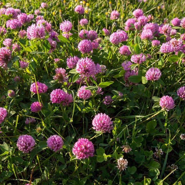 Outsidepride 1/4 LB Perennial Red Clover Legume Seed for Pasture, Hay, & Soil Improvement