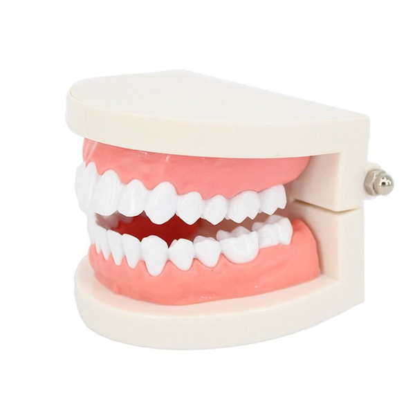 Rosenice Modellino di dentatura standard, modello di dentatura per uso didattico, typodont, strumento per dimostrazioni educative