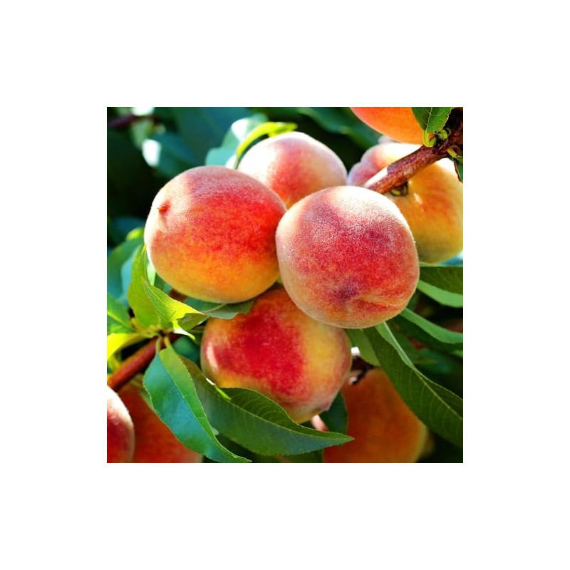 Elberta Peach Tree, Fruit Bearing, Heirloom Variety, Self Polinator, Tree