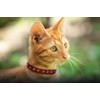 Angel Pet Supplies Genuine Leather Safety Rhinestone Cat Collar |