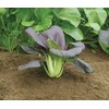 Mr Fothergill's 17135 Vegetable Seeds, PAK Red Choi F1