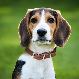 Mile High Life Premium Cotton Rope Dog Collar Genuine Leather Stainless Steel Buckle Ring (S, Light Brown)