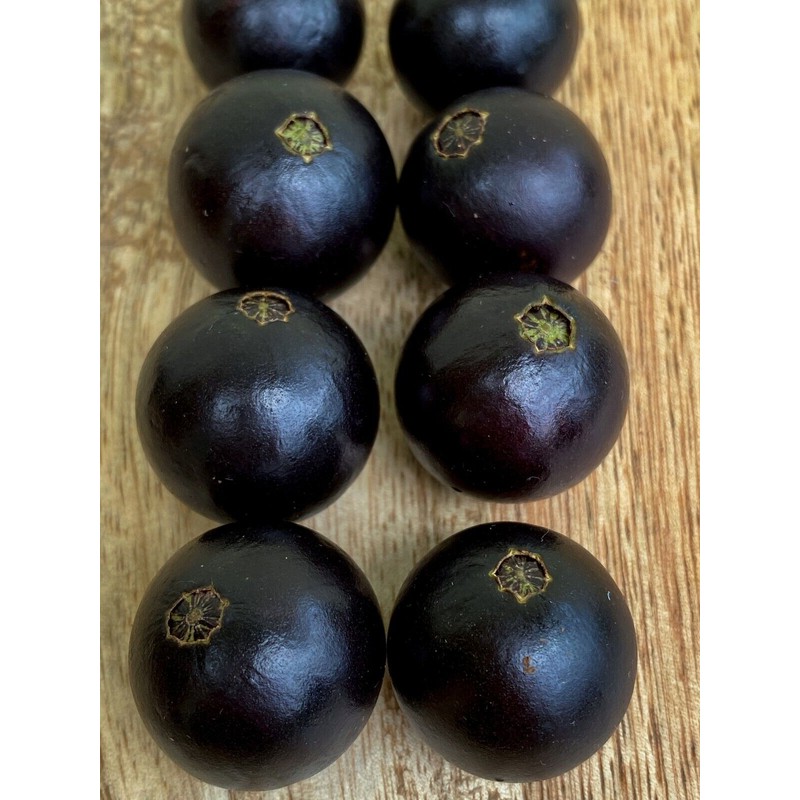 9waters Jaboticaba Plinia Coronata Jabuticaba Fruit Tree tropical Plant VERY